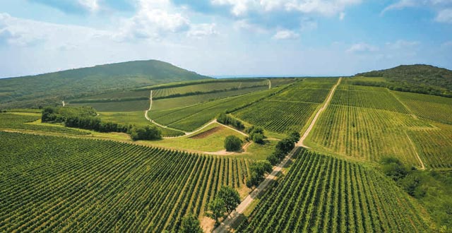 ハンガリーのワイン・ツーリズム〜世界でここだけのユニークな旅の体験に〜